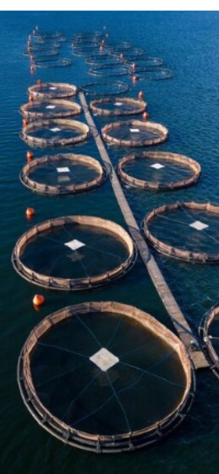 Durable Aquaculture Nets for Fish Farming and Other Fisheries