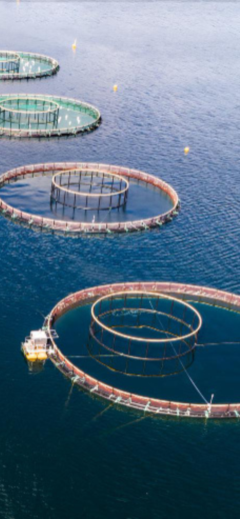 Fishing Nets and Aquaculture Nets: Types, Materials, and