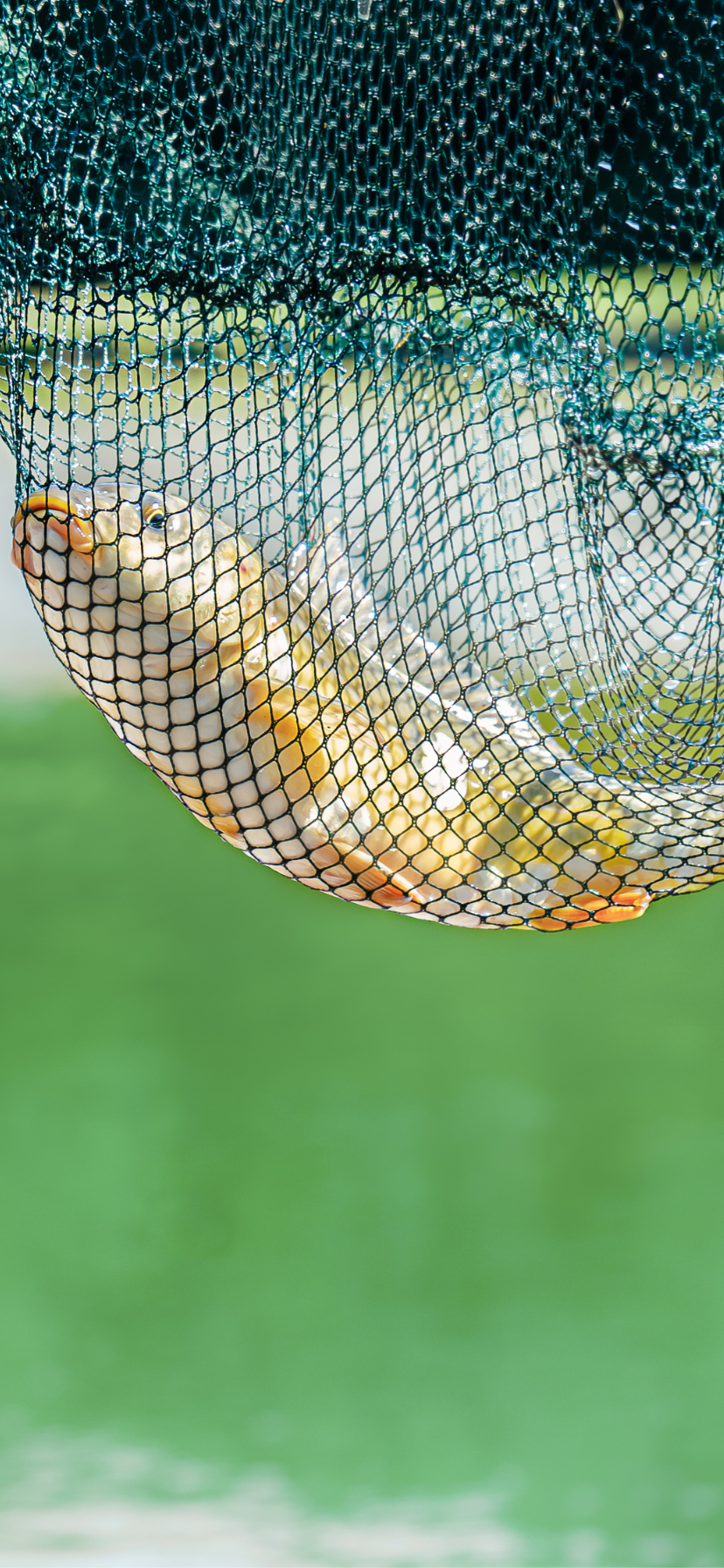 Choosing the Best Net for Fish Farming: Nylon Net vs HDPE Net