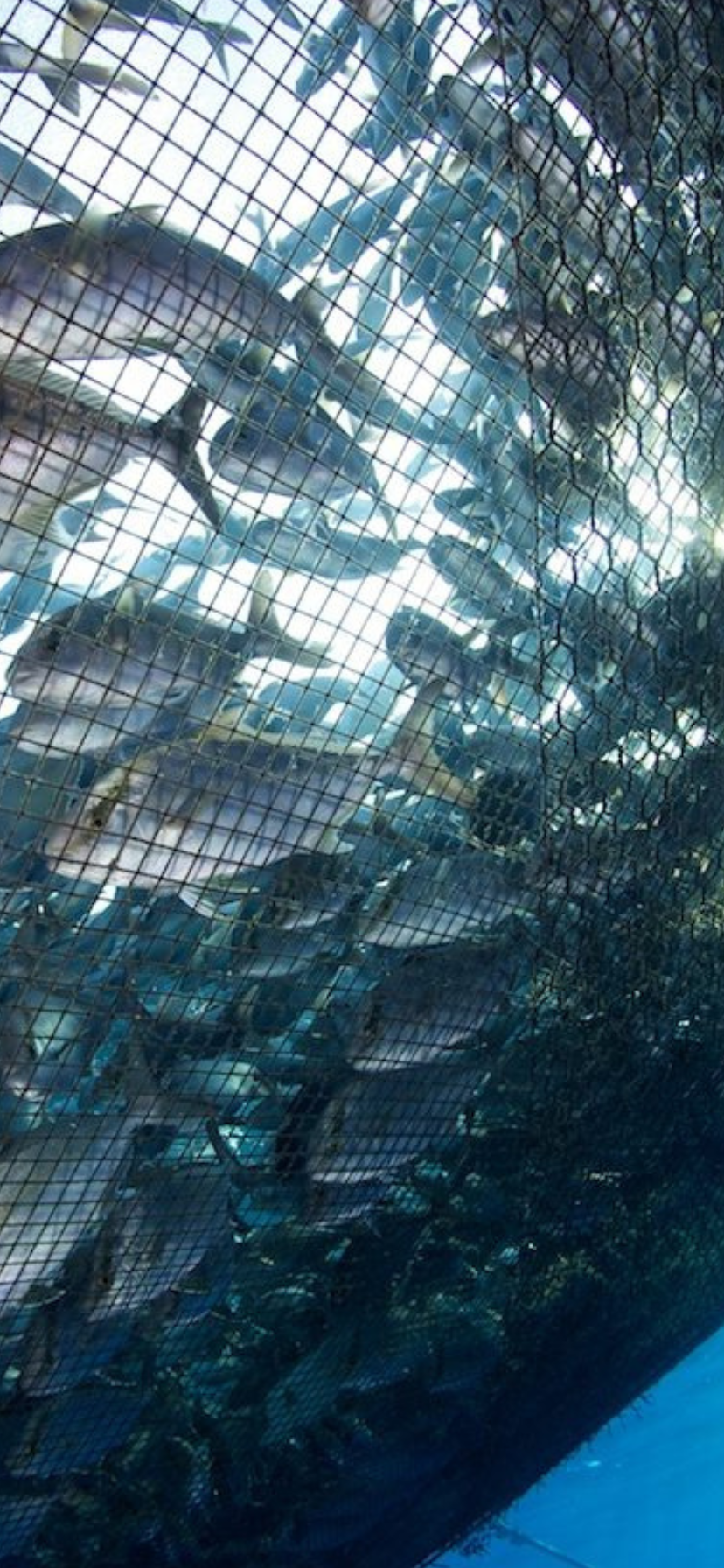 Durable Aquaculture Nets for Fish Farms & Commercial Fisheries