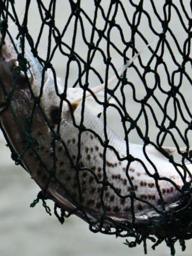 Durable Quality Professional Fish Catching Nets- Easy to use
